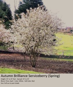 Autumn Brilliance Serviceberry tree in spring bloom with white flowers in landscaped area
