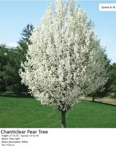 Chanticleer Pear Tree in full white bloom during April, 25-35 ft tall, full sun