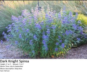 Dark Knight Spirea shrub with deep blue flowers, green foliage, 2-3 feet tall, blooming July to September.