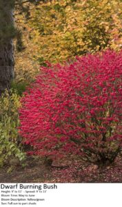 Dwarf burning bush with dense red foliage amid autumn yellow and green trees in a garden.