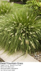 Dwarf Fountain Grass with long green leaves and yellow-green plumes near pathway, blooms May-June.