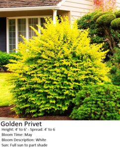 Golden Privet shrub with bright yellow-green leaves growing 4 to 6 feet tall near a house.