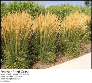 Feather Reed Grass with green blades and golden blooms, 3-5 ft tall, full sun plant.