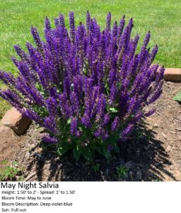 Deep violet-blue May Night Salvia flowers in a circular mulch bed on a lawn in full sun.