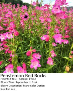 Penstemon Red Rocks with bright pink tubular flowers, green foliage, grows 2-3 ft, blooms Sept to frost.