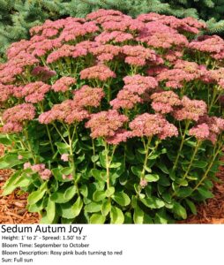 Sedum Autumn Joy