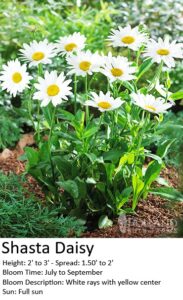 Shasta Daisy