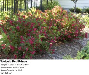 Weigela Red Prince shrubs with red flowers and green leaves in a mulched garden bed near a fence.