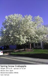 Spring Snow Crabapple tree in full white bloom, 20-25 ft tall, in front yard with driveway.