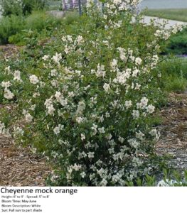 Cheyenne mock orange shrub with white flowers, 6-9ft tall, blooming May-June in garden mulch.