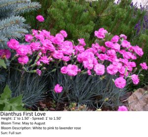 Dianthus First Love flowers with bright pink blooms, growing 1 to 1.5 feet tall in full sun.