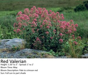 Dense cluster of red valerian plants with pink to red flowers growing among rocks and grass.